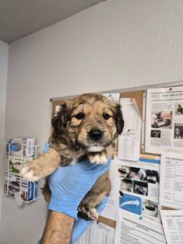 Dirt Devil -  Australian Shepherd and Great Pyrenees Dog for Adoption in Bolivar, Missouri - Dirt Devil | PetCurious