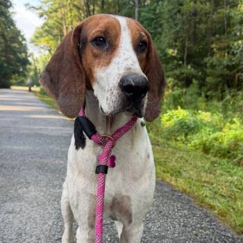Fabian @ Foster -  Mixed Breed Dog for Adoption in Summerville, South Carolina - Fabian @ Foster | PetCurious