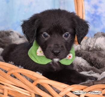 Labrador Retriever Dogs Available for Adoption in Pittsboro, North Carolina - Newton | PetCurious
