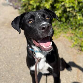 Jeff -  Black Labrador Retriever and Mixed Breed Dog for Adoption in Goleta, California - Jeff | PetCurious