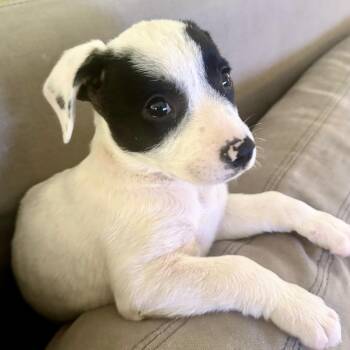 Mixed Breed Dogs Available for Adoption - Angel | PetCurious