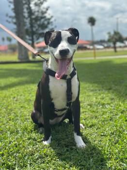 Rescue Terrier and Bulldog Dogs for Adoption in Homestead, Florida - NalaNala | PetCurious