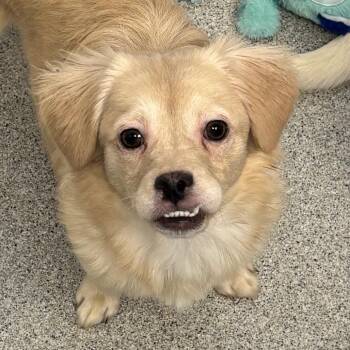 Fuzzy Wuzzy -  Cocker Spaniel and Pug Dog for Adoption in Naperville, Illinois - Fuzzy Wuzzy | PetCurious