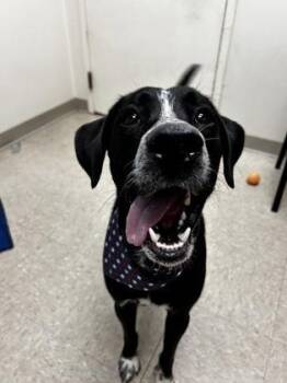 Axel -  Mixed Breed Dog for Adoption in Hamilton, Ohio - Axel | PetCurious