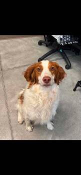 UT/Ginger (BONDED with Boone) -  Brittany Spaniel Dog for Adoption in Baldwinsville, New York - UT/Ginger (BONDED With Boone) | PetCurious