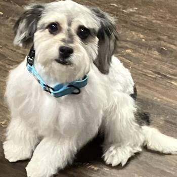 Rescue Shih Tzu Dogs for Adoption in Houston, Texas - Betsy Ross | PetCurious