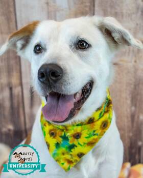 Leah -  Hound and Spaniel Dog for Adoption in Kennesaw, Georgia - Leah | PetCurious