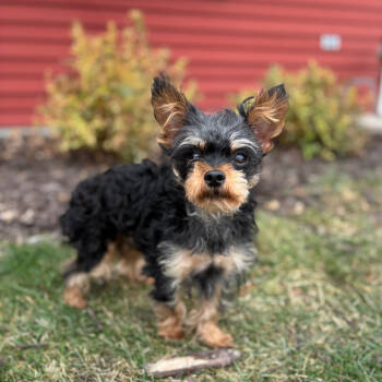 Rescue Yorkshire Terrier Dogs for Adoption in Fargo, North Dakota - Luke--In Foster***ADOPTION PENDING*** | PetCurious