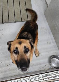 Grove 1(Milagro)(Shiloh) -  German Shepherd Dog Dog for Adoption in Mocksville, North Carolina - Grove 1(Milagro)(Shiloh) | PetCurious