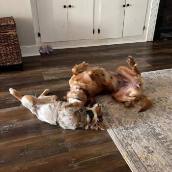 Golden Retriever Dogs Available for Adoption - Goldie | PetCurious