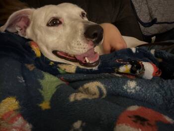 Rosie -  American Staffordshire Terrier Dog for Adoption in Buda, Texas - Rosie | PetCurious