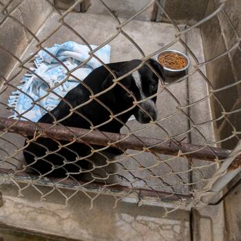 Australian Cattle Dog Blue Heeler and Black Labrador Retriever Dogs Available for Adoption - Jenny | PetCurious