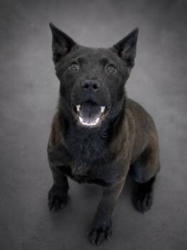 Rogue -  Akita and Shepherd Dog for Adoption in Fresno, California - Rogue | PetCurious