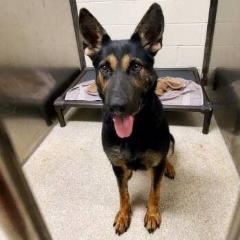 Amber -  German Shepherd Dog Dog for Adoption - Amber | PetCurious