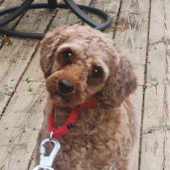 Reese -  Cavalier King Charles Spaniel and Miniature Poodle Dog for Adoption in Rochester, Minnesota - Reese | PetCurious
