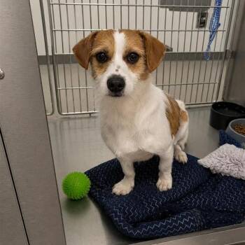 Jack Russell Terrier and Mixed Breed Dogs Available for Adoption - FOSTER OR FOSTER-TO-ADOPT NEEDED Oso | PetCurious