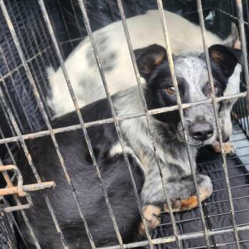 Bo -  Cattle Dog and Mixed Breed Dog for Adoption in Evensville, Tennessee - Bo | PetCurious