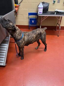 Sierra -  Cane Corso Dog for Adoption in Douglasville, Georgia - Sierra | PetCurious