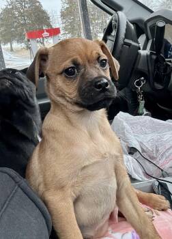 Rescue Pug and Rat Terrier Dogs for Adoption in Washington, Missouri - Dakota | PetCurious
