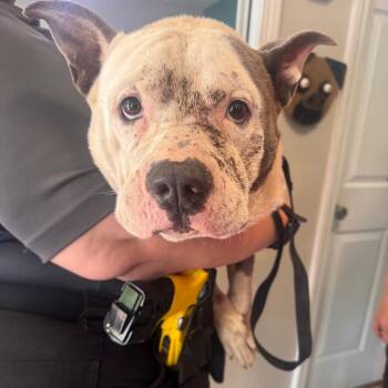 Hansel -  Pit Bull Terrier and Mixed Breed Dog Available for Adoption in Starkville, Mississippi - Hansel | PetCurious