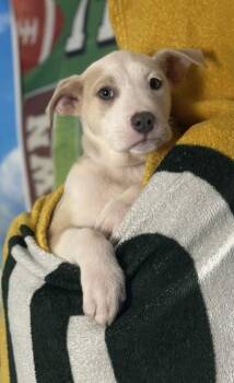 Retriever and Mixed Breed Dogs Available for Adoption - Kickoff | PetCurious