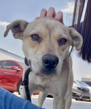 Labrador Retriever Dogs Available for Adoption in Thousand Oaks, California - Rainbow - URGENT | PetCurious