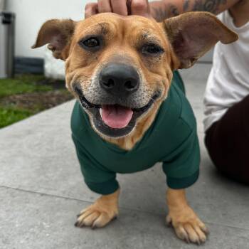 Tilly -  American Staffordshire Terrier and Dachshund Dog for Adoption in Key Largo, Florida - Tilly | PetCurious