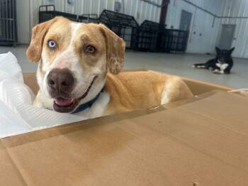 Rescue Mixed Breed Dogs for Adoption in Spring, Texas - Flo | PetCurious