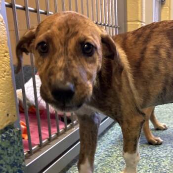 Brea -  Mixed Breed Dog for Adoption - Brea | PetCurious