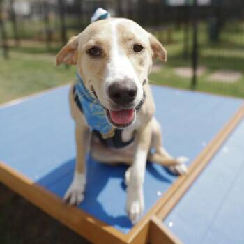 BELLA STAR -  Labrador Retriever Dog for Adoption in San Antonio, Texas - BELLA STAR | PetCurious