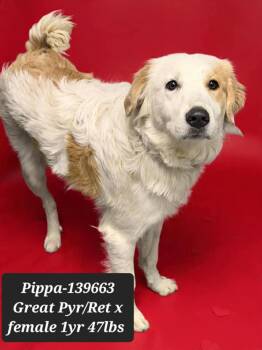 Great Pyrenees and Retriever Dogs Available for Adoption - Pippa | PetCurious