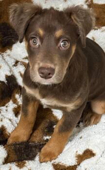 Mocha -  Mixed Breed Dog for Adoption in Northwood, New Hampshire - Mocha | PetCurious