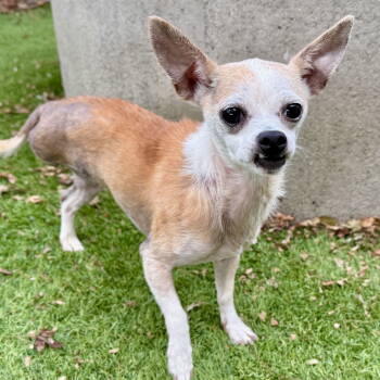 Rescue Chihuahua Dogs for Adoption in Oakland, California - Cori | PetCurious