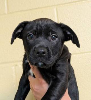 Freedom -  Mixed Breed Dog for Adoption in Bellingham, Washington - Freedom | PetCurious