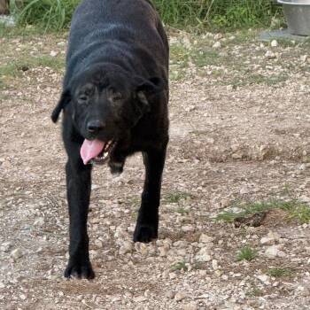 Black Labrador Retriever and Great Pyrenees Dogs Available for Adoption in San Saba, Texas - Oakley | PetCurious