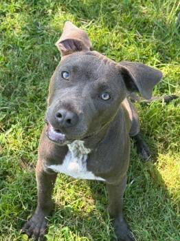 Blu -  Pit Bull Terrier Dog for Adoption in Metter, Georgia - Blu | PetCurious