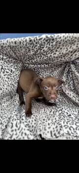 American Staffordshire Terrier Dogs Available for Adoption - April O