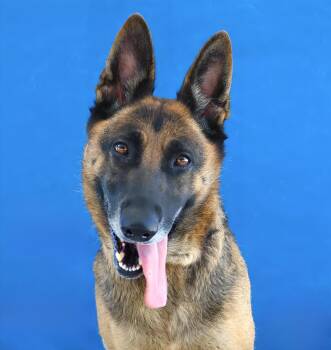 LADY -  German Shepherd Dog Dog for Adoption in Pasadena, California - LADY | PetCurious