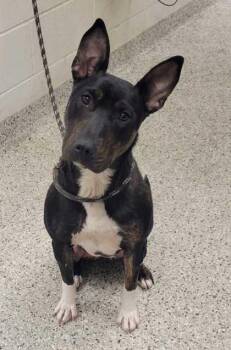 Keeva -  Bull Terrier and Mixed Breed Dog for Adoption in Kansas City, Missouri - Keeva | PetCurious