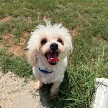 Chloe -  Mixed Breed Dog for Adoption in Fredericksburg, Virginia - Chloe | PetCurious