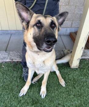 Kobi -  German Shepherd Dog Dog for Adoption in Phoenix, Oregon - Kobi | PetCurious