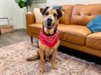 Oso Burrito Boy -  German Shepherd Dog and Hound Dog for Adoption in Friendswood, Texas - Oso Burrito Boy | PetCurious