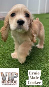 Ernie / Redington Beach -  Cocker Spaniel Dog for Adoption in Redington Beach, Florida - Ernie / Redington Beach | PetCurious