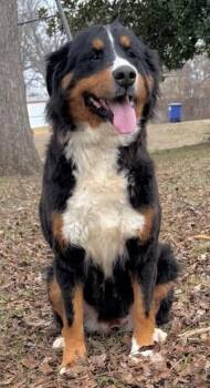 Bernese Mountain Dog Dogs Available for Adoption - Sharon | PetCurious
