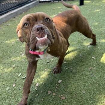 Frankie -  English Bulldog and Mixed Breed Dog for Adoption in Morton Grove, Illinois - Frankie | PetCurious