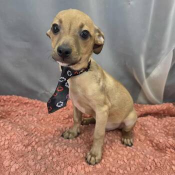 Chihuahua Dogs Available for Adoption in Foley, Alabama - Tito | PetCurious