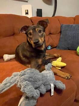 Hank -  Mixed Breed Dog for Adoption in Chesapeake, Virginia - Hank | PetCurious