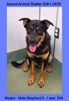 Waylon -  Shepherd Dog for Adoption in Avenal, California - Waylon | PetCurious