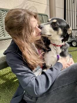 Mixed Breed Dogs Available for Adoption in Wichita, Kansas - Rocky | PetCurious