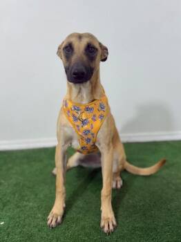 Potato-One of our Amazing Rescue Dogs -  Belgian Shepherd Sheepdog and German Shepherd Dog Dog for Adoption in Carlsbad, California - Potato-One Of Our Amazing Rescue Dogs | PetCurious
